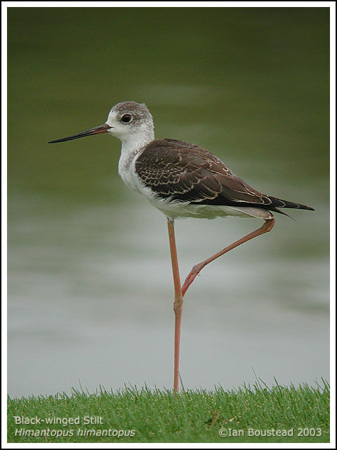 Black-winged Stilt