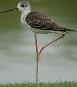 Black-winged Stilt