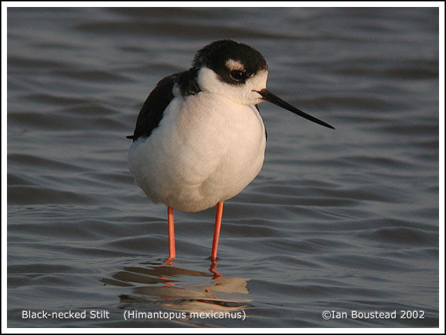 Black-necked Stilt