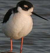 Black-necked Stilt