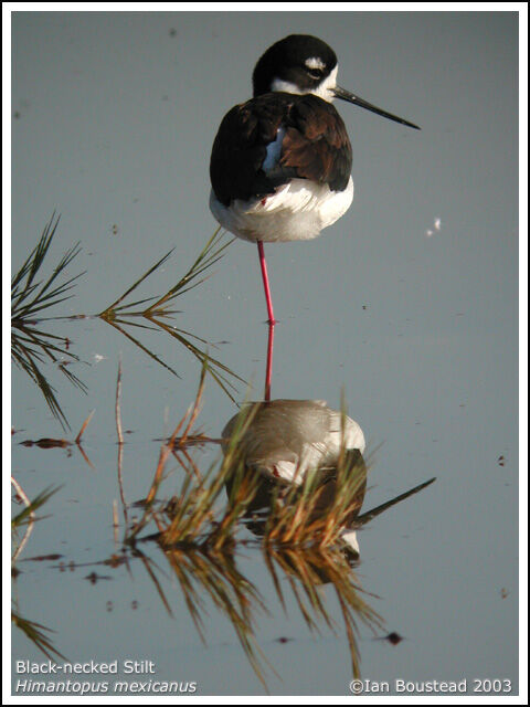 Black-necked Stilt