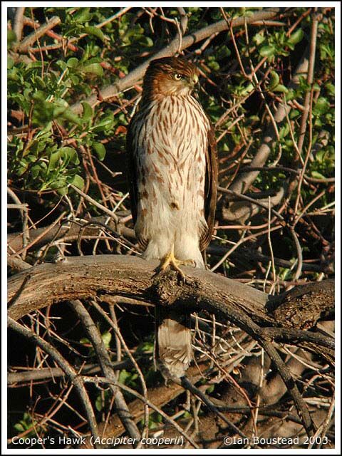 Cooper's Hawk