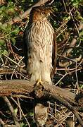 Cooper's Hawk