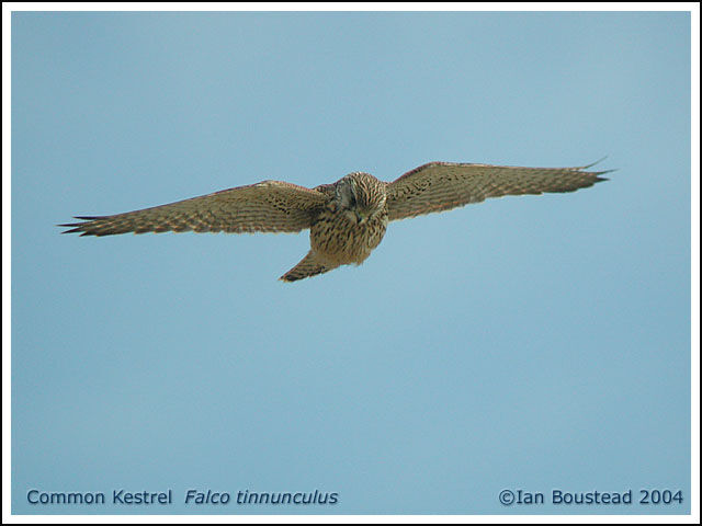 Common Kestrel