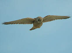 Common Kestrel