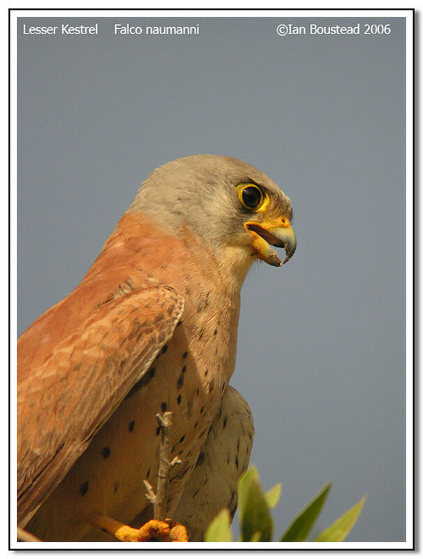 Lesser Kestrel male adult