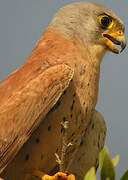 Lesser Kestrel