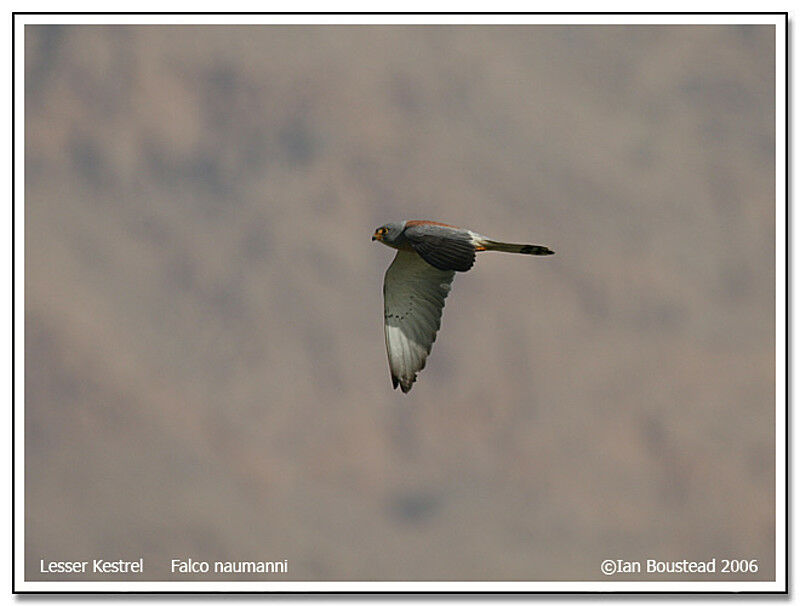 Lesser Kestrel male adult