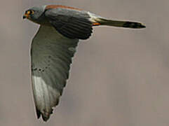 Lesser Kestrel