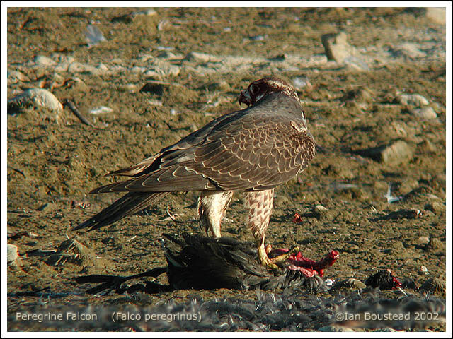 Peregrine Falcon