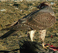 Peregrine Falcon