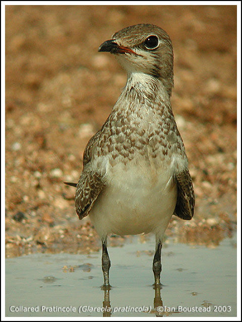 Collared Pratincole