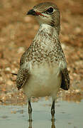 Collared Pratincole