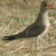 Collared Pratincole