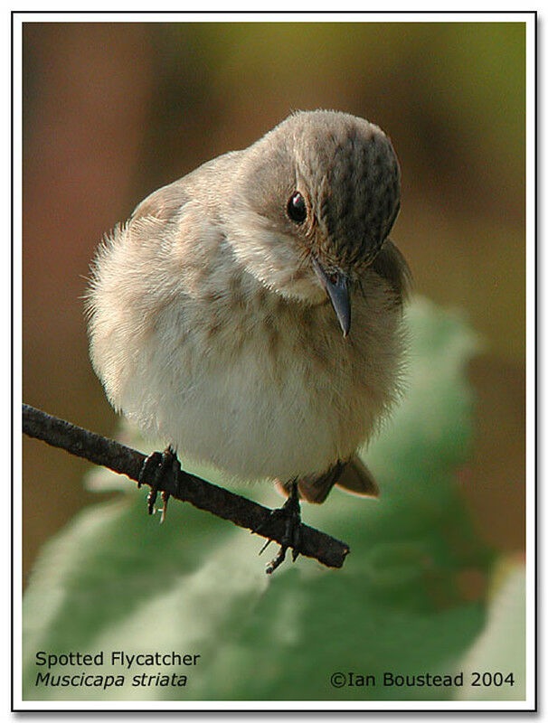 Spotted Flycatcher