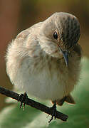 Spotted Flycatcher