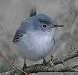 Gobemoucheron gris-bleu