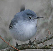 Blue-grey Gnatcatcher