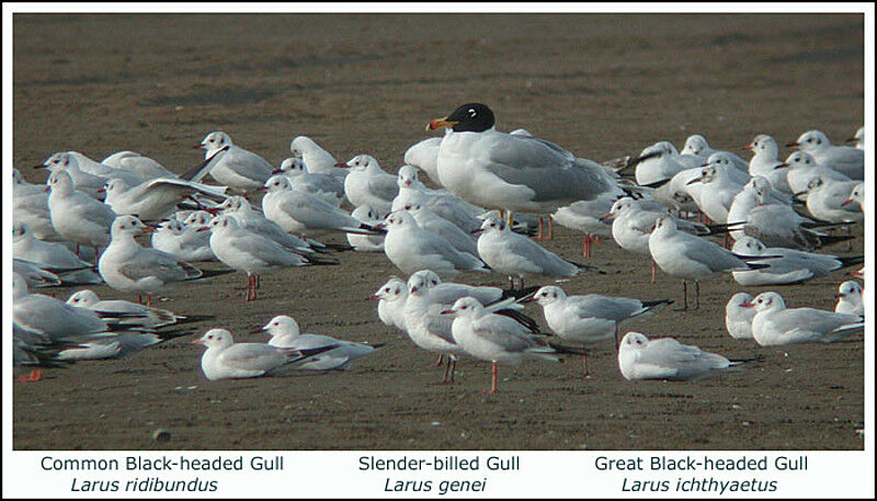 Pallas's Gull