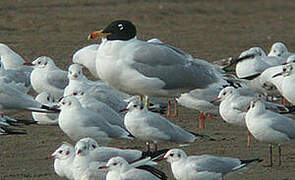 Pallas's Gull