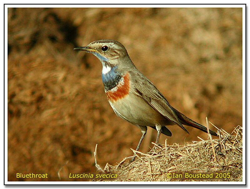 Bluethroat