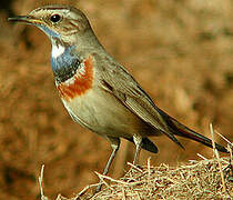 Bluethroat