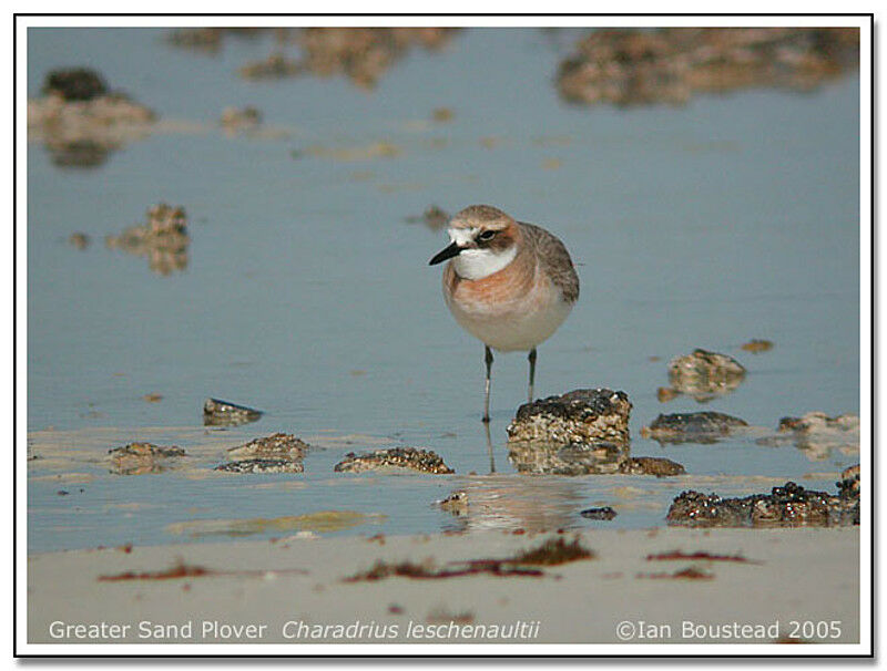 Greater Sand Plover