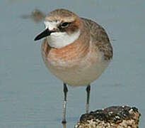 Greater Sand Plover