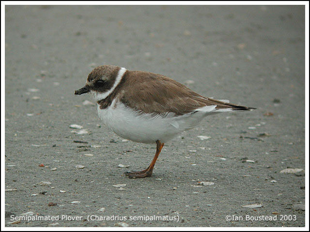 Semipalmated Plover