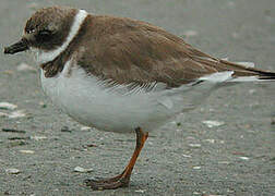 Semipalmated Plover