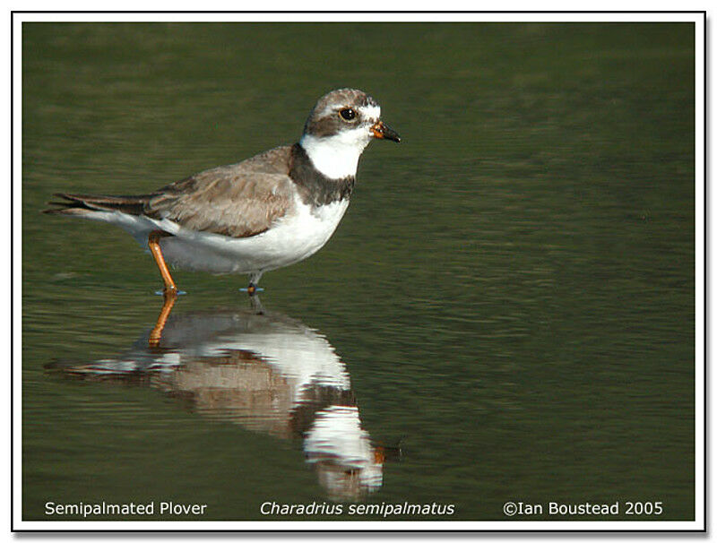 Semipalmated Plover