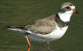 Semipalmated Plover