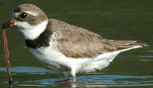 Semipalmated Plover