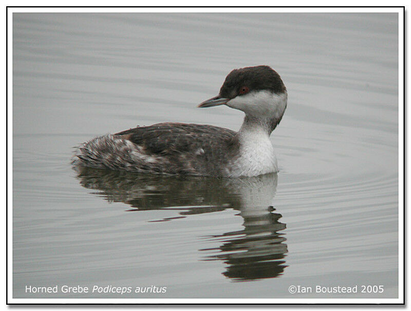 Horned Grebe