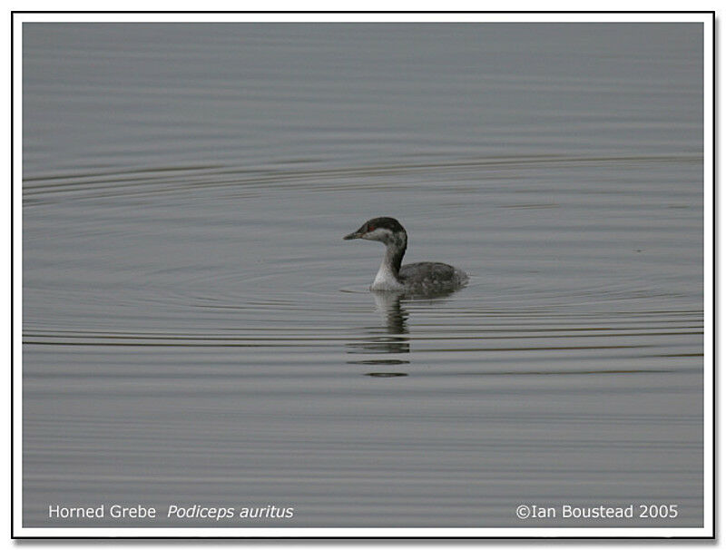 Horned Grebe