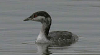 Horned Grebe