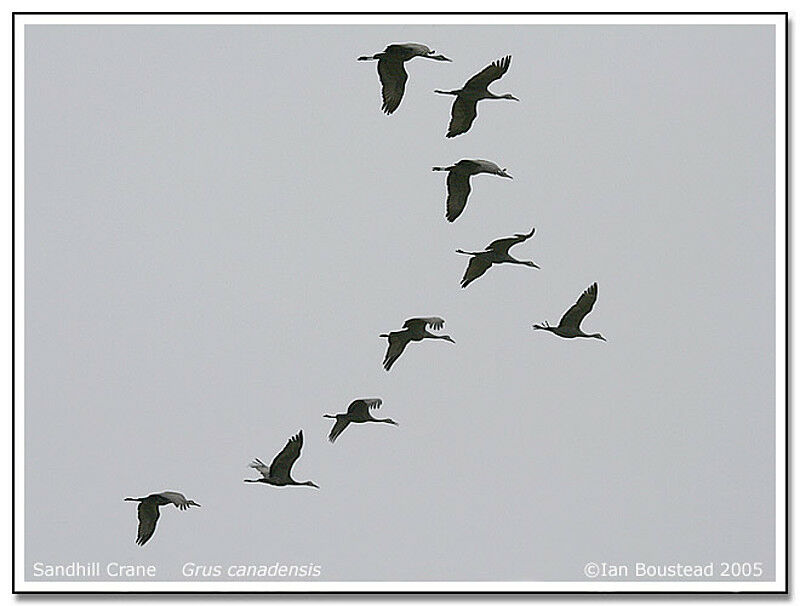 Sandhill Crane