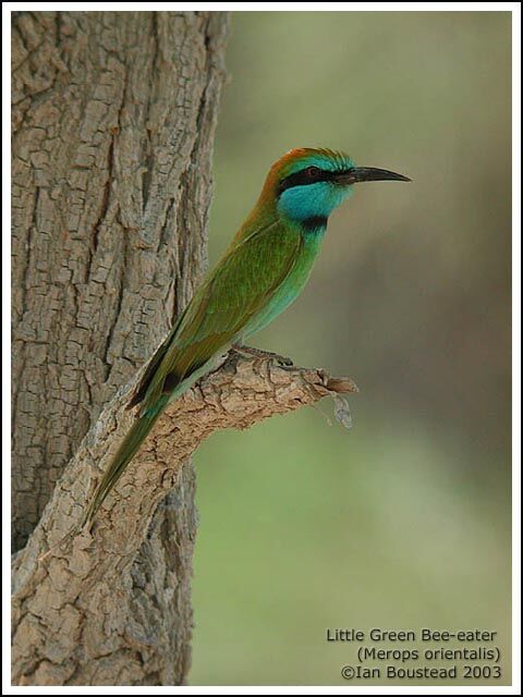 Green Bee-eater