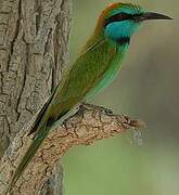 Green Bee-eater