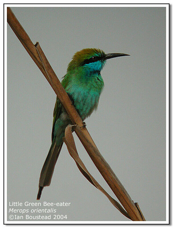 Asian Green Bee-eater