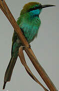 Asian Green Bee-eater