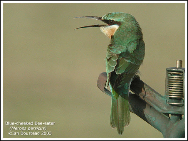 Blue-cheeked Bee-eater