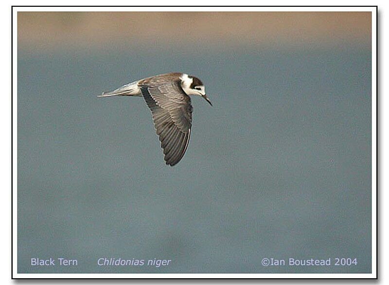 Black Tern