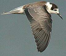 Black Tern