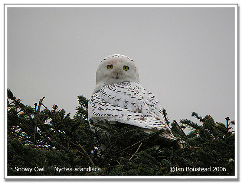 Harfang des neiges