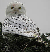 Snowy Owl