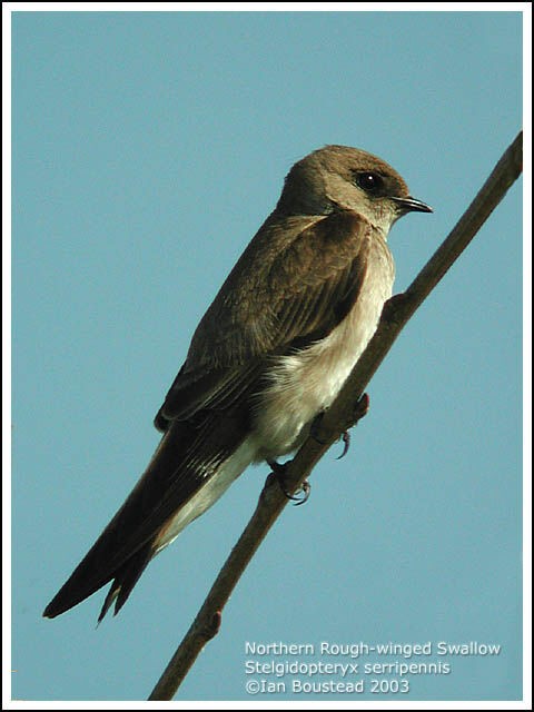 Hirondelle à ailes hérissées