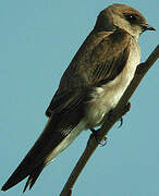 Northern Rough-winged Swallow