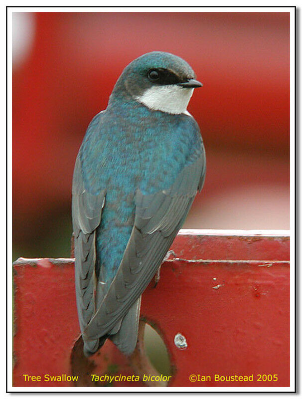 Tree Swallow