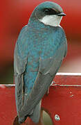 Tree Swallow